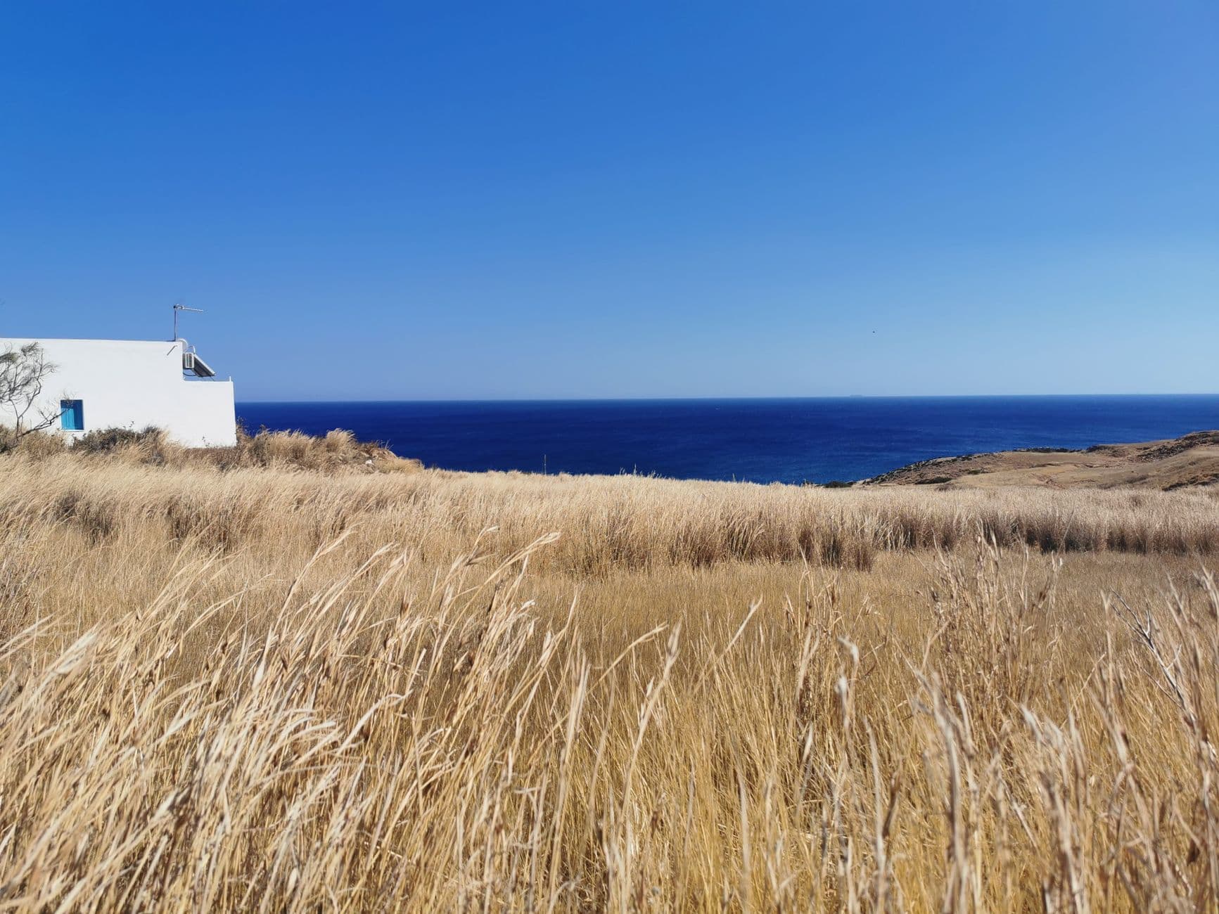 Golden fields and blue sea on the coast of Milos